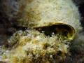   Snail taking peek. peek  